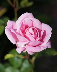 rose for 3rd anniversary